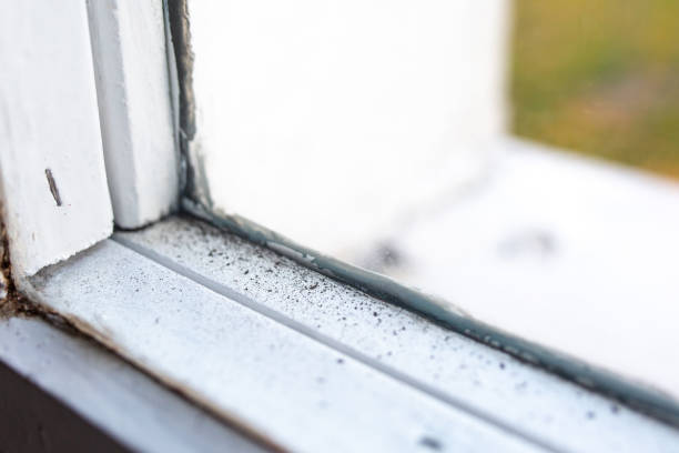 Best Mold Remediation for Rental Properties  in Landis, NC