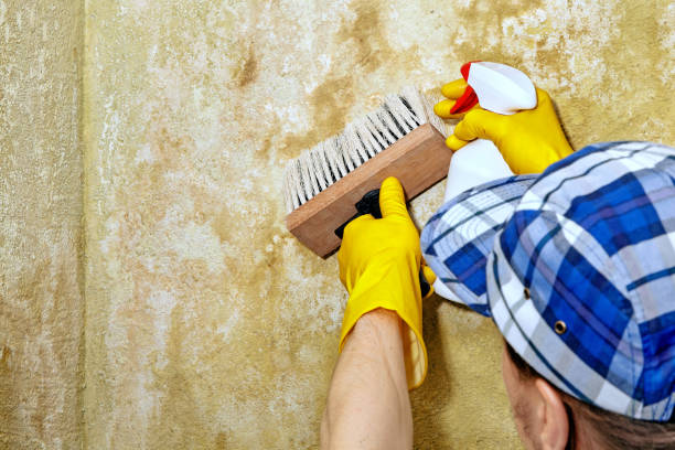 Best Forensic Mold Investigation  in Landis, NC