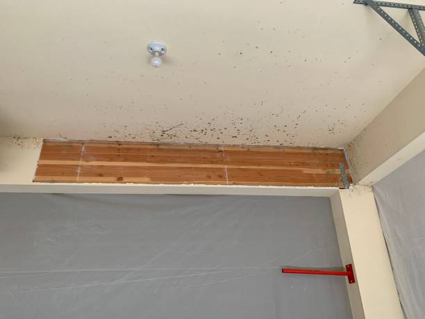 Best Flood Damage  in Landis, NC