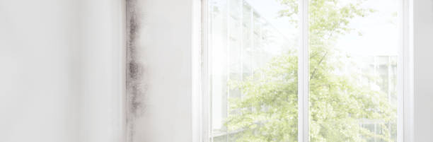 Best Black Mold Removal  in Landis, NC