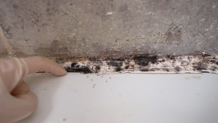 Best Mold Remediation for Healthcare Facilities  in Landis, NC